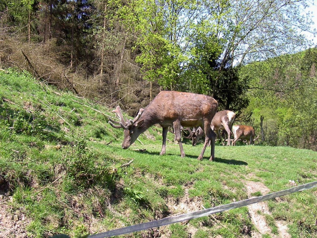 Birkenhain Stolberg  Bagian luar foto
